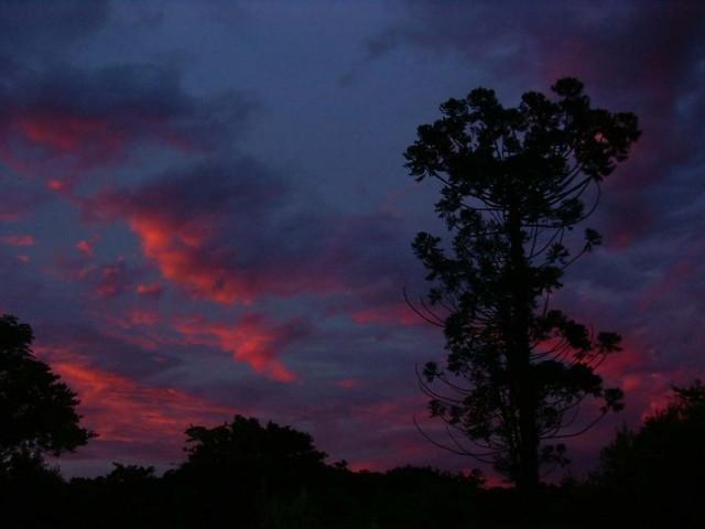 Araucaria al atardecer.jpg